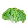 প্রিমিয়াম লেটুস পাতা - ২৫০ গ্রাম (Fresh & Premium Lettuce Leaves) 