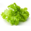 প্রিমিয়াম লেটুস পাতা - ২৫০ গ্রাম (Fresh & Premium Lettuce Leaves) 