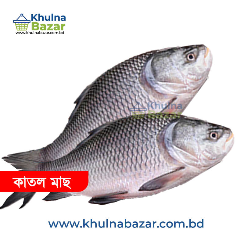 তাজা বড় কাতল মাছ - ১ কেজি (৬-১০ কেজি সাইজ)