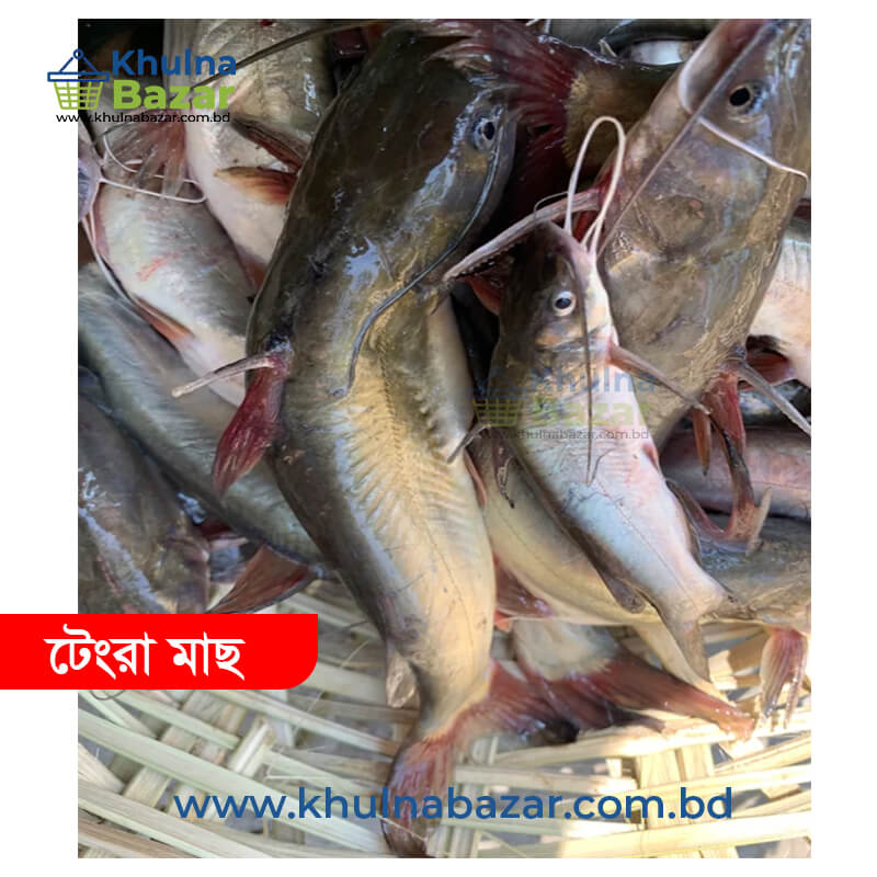 সুন্দরবন অঞ্চলের ফ্রেশ বড় টেংরা মাছ - ১ কেজি (৮/১৫ পিস)