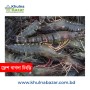 ১০০% অর্গানিক বাগদা চিংড়ি - ( ৪৫+ পিচে কেজি ) - ৫০০ গ্রাম