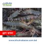 ১০০% অর্গানিক ফ্রেশ বাগদা চিংড়ি (৩৫/৪২ পিস কেজি) - ৫০০ গ্রাম