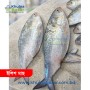 Fresh Hilsha Fish (ইলিশ মাছ) - 600g+ (1kg) - Cash on Delivery Khulna