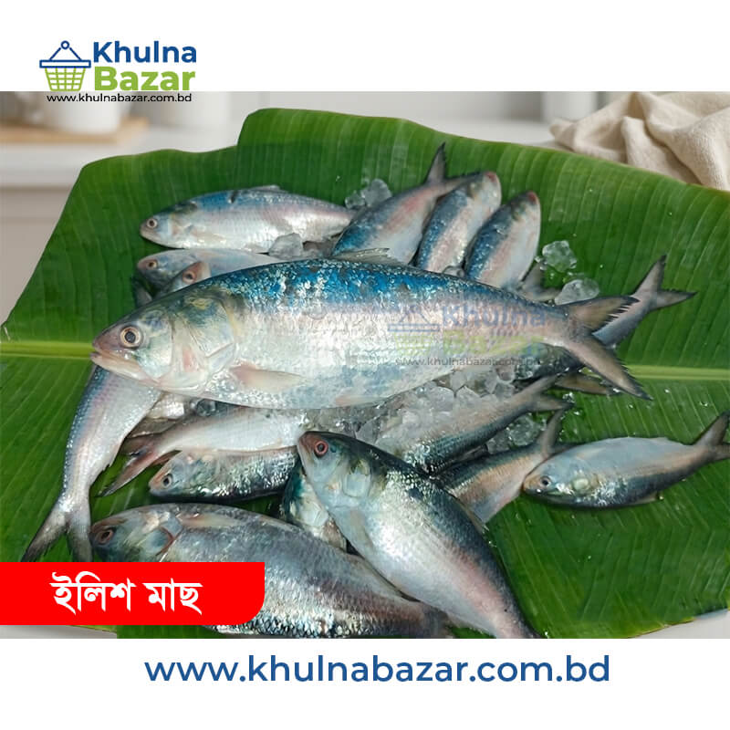 Fresh Hilsha Fish (ইলিশ মাছ) - 3 Pcs per Kg