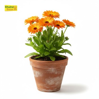 ক্যালেন্ডুলা (Calendula) রঙিন ফুল গাছ - হোম ডেলিভারি ( টব বাদে )