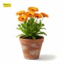 ক্যালেন্ডুলা (Calendula) রঙিন ফুল গাছ - হোম ডেলিভারি ( টব বাদে )