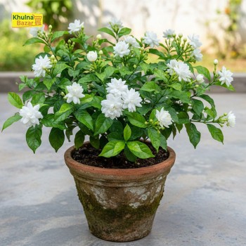 বেলী ফুল গাছ - খুলনা শহরে হোম ডেলিভারি (টব ব্যতীত)