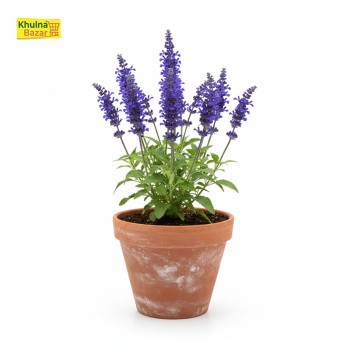 ছালবেয়া (Salvia) সতেজ ফুল গাছ - হোম ডেলিভারি (টব বাদে)