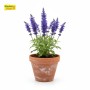 ছালবেয়া (Salvia) সতেজ ফুল গাছ - হোম ডেলিভারি (টব বাদে)